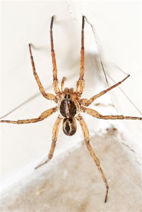 Brown Recluse Or Wolf Spider Pest Control And Bug Exterminator Blog