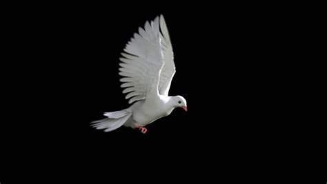 White Dove in Flight Stock Footage Video (100% Royalty-free) 890068 ...