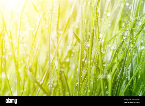 Green Grass Background Stock Photo Alamy