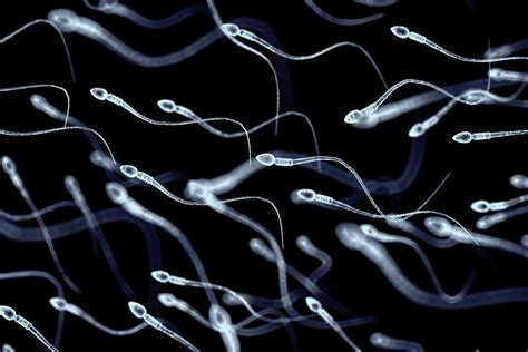 Fact Check Did Study Show Sperm Count Has Dropped By Worldwide
