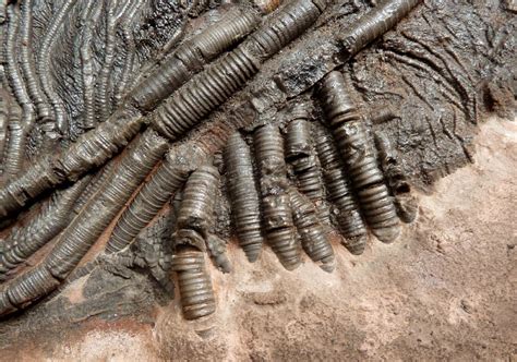 Large Prehistoric Sea Lily Crinoid Fossils On Naturally Colored Ancient