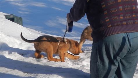 7 Wk Old Puppies In Snow Youtube