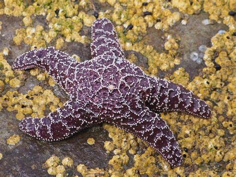 Ochre Sea Star Wild Kratts Wiki Fandom