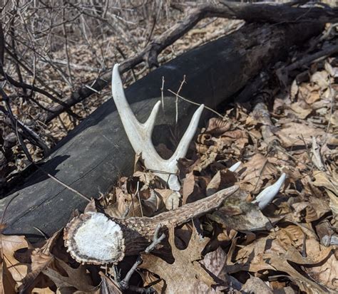 Is Late October The Best Time To Kill Your Buck