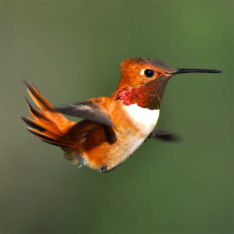 The Rufous Hummingbird Midas Gold