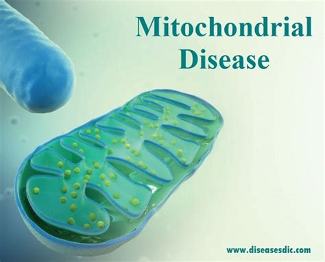 Mitochondrial Disease Overview Causes And Treatment