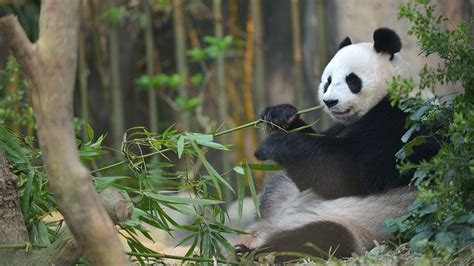 Adorable Giant Pandas Photos Making Pandas National Geographic