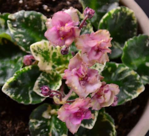 Robs Artful Dodger Semi Miniature African Violet Plant Flowers