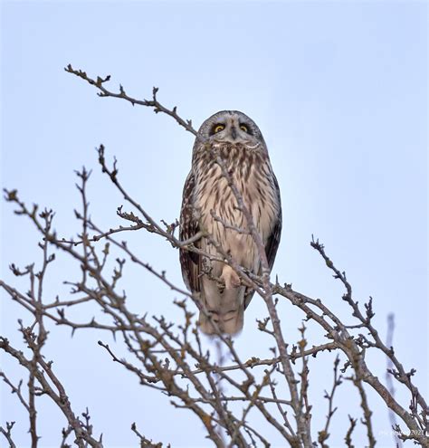 Short Eared Owl Close Encounter At Dusk Eric Pepper Flickr
