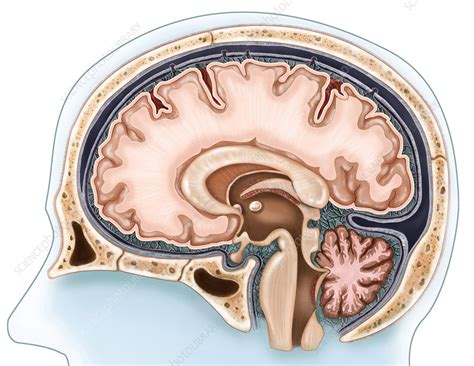 Sagittal View Of The Brain Stock Image C Science Photo