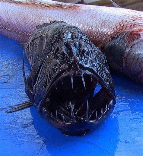 Creepy Deep Sea Creatures 39 Pictures Memolition Deep Sea Life