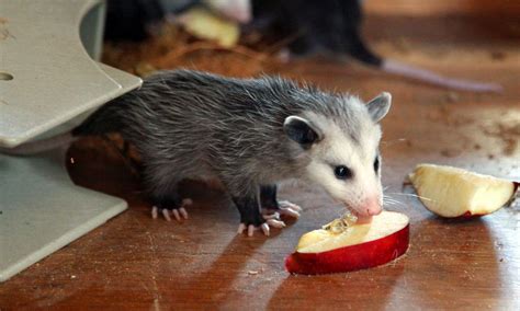 What Do Possums Eat About Possums That Will Amaze You