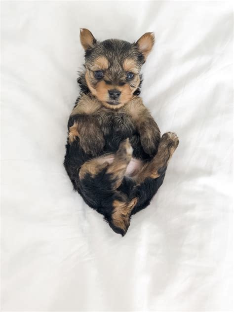We specialize in helping consumers find puppies for sale: Yorkshire Terrier Puppies For Sale | Staten Island, NY #316377