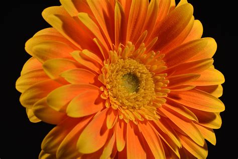 Orange And Yellow Tip Gerbera Daisy Photograph By Sonja Peterson