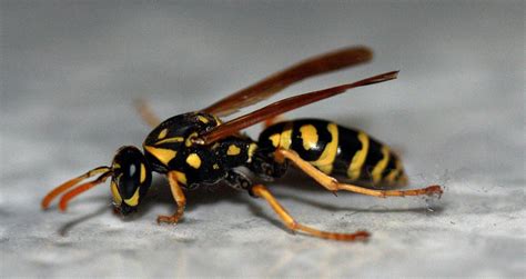 Check out our red and yellow jacket selection for the very best in unique or custom, handmade pieces from our jackets & coats shops. Yellow Jacket Removal Tips from the Pros - ABC Humane Wildlife