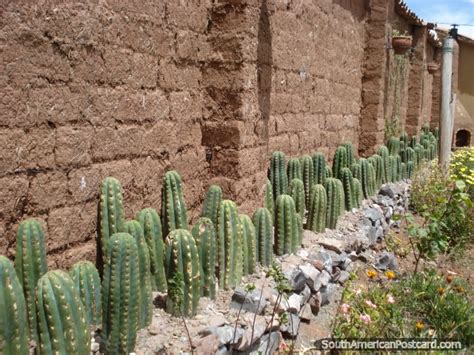There is a lot of variation as to which method will be most appropriate, depending on your cactus. A row of San Pedro cactus growing. Cusco. Photo from Peru ...