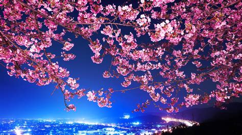 Flowers Cityscape Tokyo Cherry Blossom Wallpapers Hd Desktop And Mobile Backgrounds