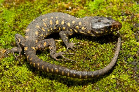 Fascinating Facts About Yellow Spotted Lizards And Their Holes