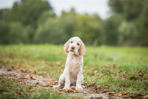 Spinone Italiano Dog Breed Info Pictures Facts And Traits Dogster