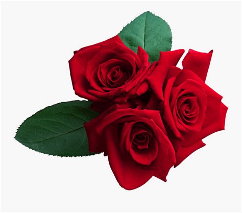 Find & download free graphic resources for flower png. Red Roses Png Clipart , Png Download - Real Red Roses Png ...