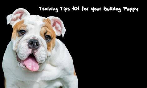 English Bulldog Puppy Training 101 Castlewood Bulldogs