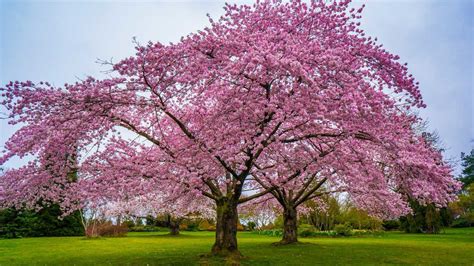 Cherry Blossom Tree And All You Need To Know About It