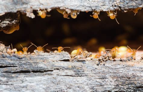 How To Prepare For Floridas Drywood Termite Swarm Season
