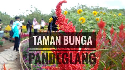 Taman bunga nasional is one of the most beautiful garden in indonesia and it must include into your list destination when you are going to bogor. Taman Bunga Di Pandeglang - Laco Blog