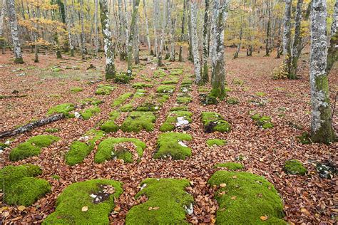 Autumn Forest Covered By Fallen Leaves And Stones With Moss By