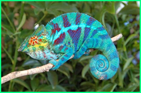 Maybe you would like to learn more about one of these? 12 Gambar Hewan Reptil Paling Menarik dan Penjelasannya ...
