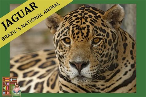 Brazils National Animal The Jaguar Give Mom A Minute
