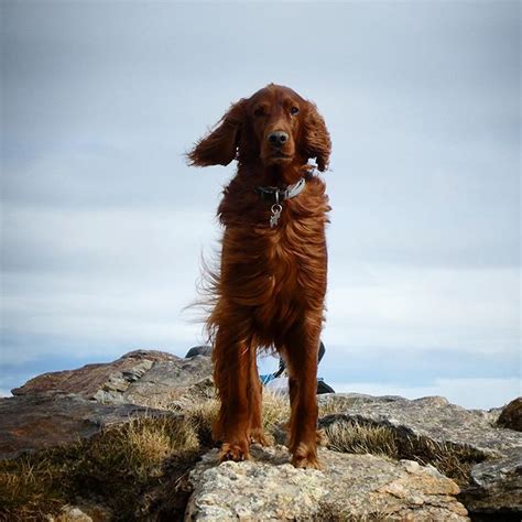 14 Absorbing Facts About Irish Setters | Page 2 of 5 | The Dogman