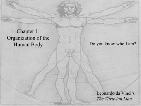 Chapter 1 Organization Of The Human Body