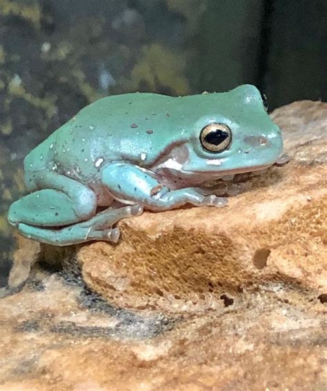 Check spelling or type a new query. CB SNOWFLAKE WHITE'S TREE FROG (DUMPY) Litoria caerulea ...
