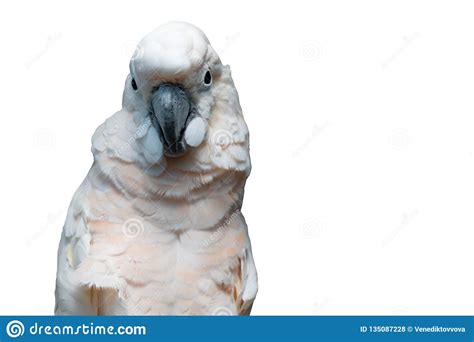It is native to the tanimbar islands in the indonesian archipelago. The Goffin Cockatoo Parrot Closeup Stock Photo - Image of ...