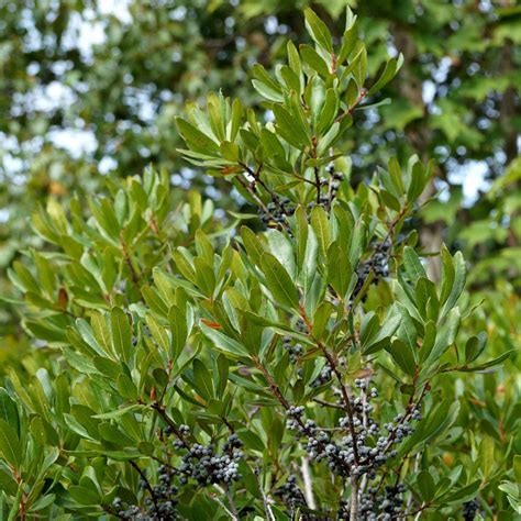 Small Bayberry Morella Caroliniensis Wild Seed Project Shop