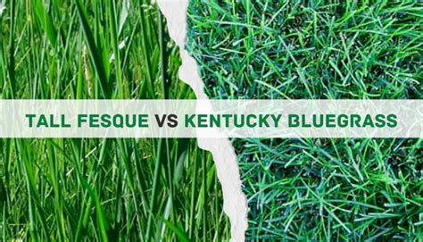 Kentucky Bluegrass Vs Tall Fescue Main Differences Pros Cons