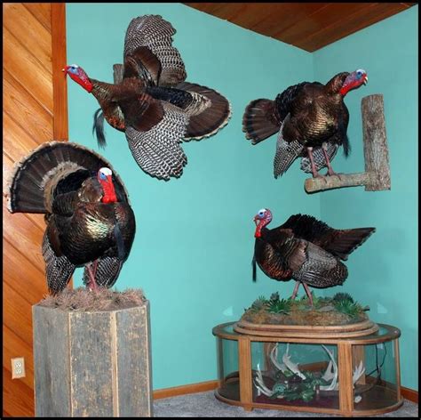 Pin By Kim Shelmadine On House Turkey Mounts Taxidermy Decor Animal