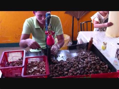We did not find results for: Thailand - Removing Shells From Cashew Nuts - YouTube