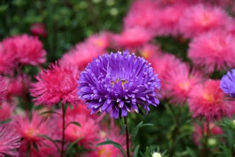 Chrysanthemum Flower Meaning And Symbolism Flower Glossary