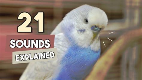 Budgie Noises And Their Meanings In 2023 Budgies Noise Sound Noise