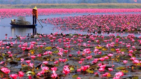 Pink Flowers Lotus Lake