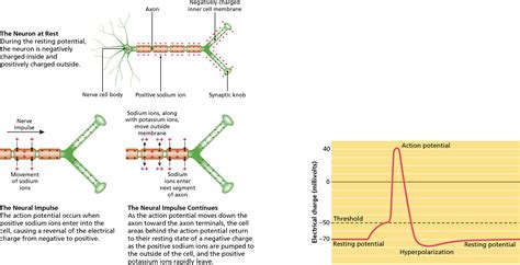 Generating The Message Within The Neuronthe Neural Impulse