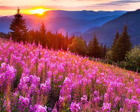 Sunsets Mountain Mow Lupine Pink Flowers Summer Landscape Wallpapers Hd