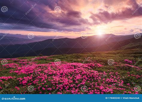 A Lawn Covered With Flowers Of Pink Rhododendron Scenery Of The