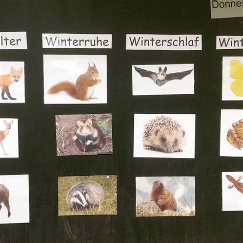 Das spurenlesen ist eine fähigkeit, die aufschlüsse über das versteckte treiben der tiere liefert. Tierspuren Zuordnen Kinder / Tierspuren Zum Ausdrucken ...