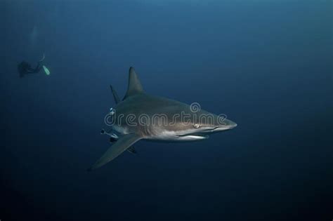 Blacktip Shark Carcharhinus Limbatus Stock Photo Image Of Danger