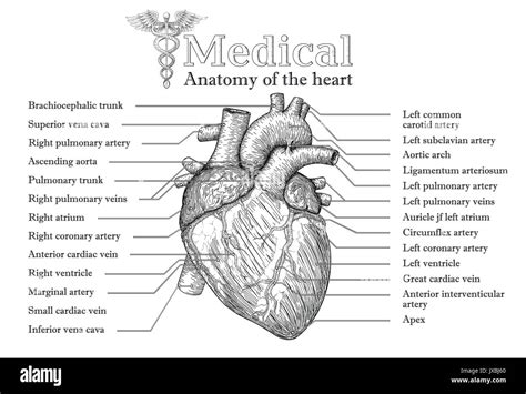 Anatómica Del Corazón Humano Carteles Dibujados A Mano Con La
