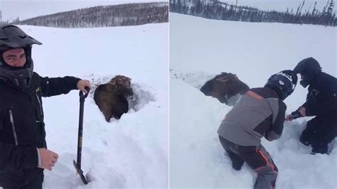 Canada Snowmobilers Rescue Moose Stuck In 6 Foot Deep Snow