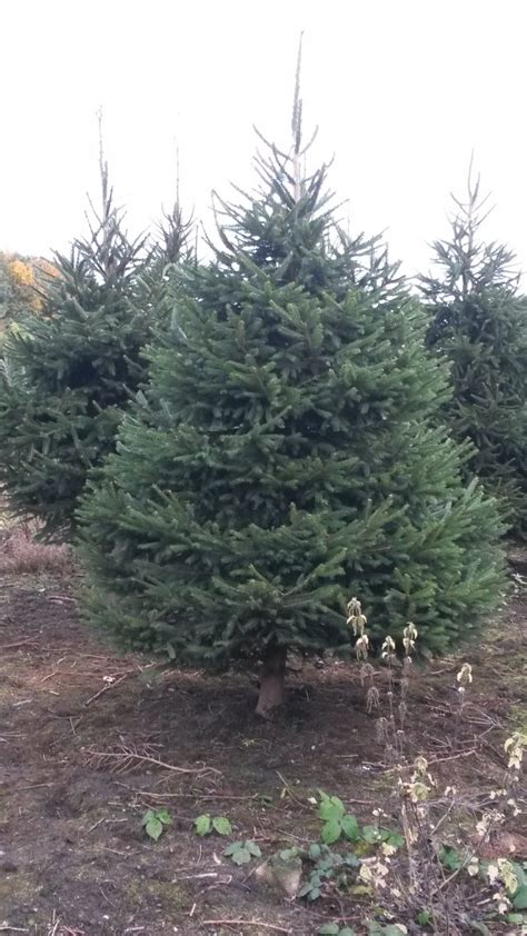 On the other hand it doesn't like heat and isn't a good choice in the southern parts of the country. Norway Spruce (11) - Pinewood Christmas Trees
